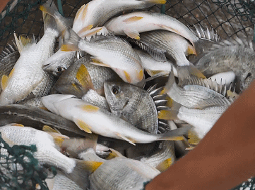 珠海這條魚，游進了央視！——農(nóng)產(chǎn)品品牌化的成功之路