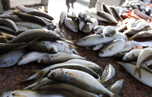 豬價(jià)重挫引發(fā)連鎖反應(yīng) 豬肉、雞蛋、魚(yú)價(jià)齊跌，農(nóng)產(chǎn)品市場(chǎng)迎來(lái)調(diào)整期